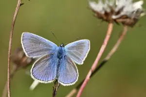 Significado de tatuaje de mariposa