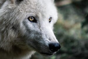 Significado de tatuaje de lobo