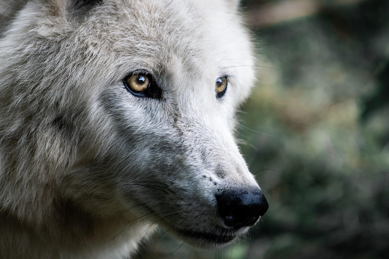 Significado de tatuaje de lobo